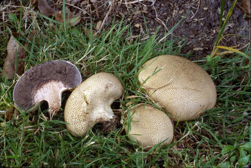 Scleroderma verrucosum